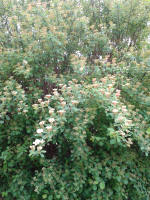 Spiraea vanhoutei in flowerbud.